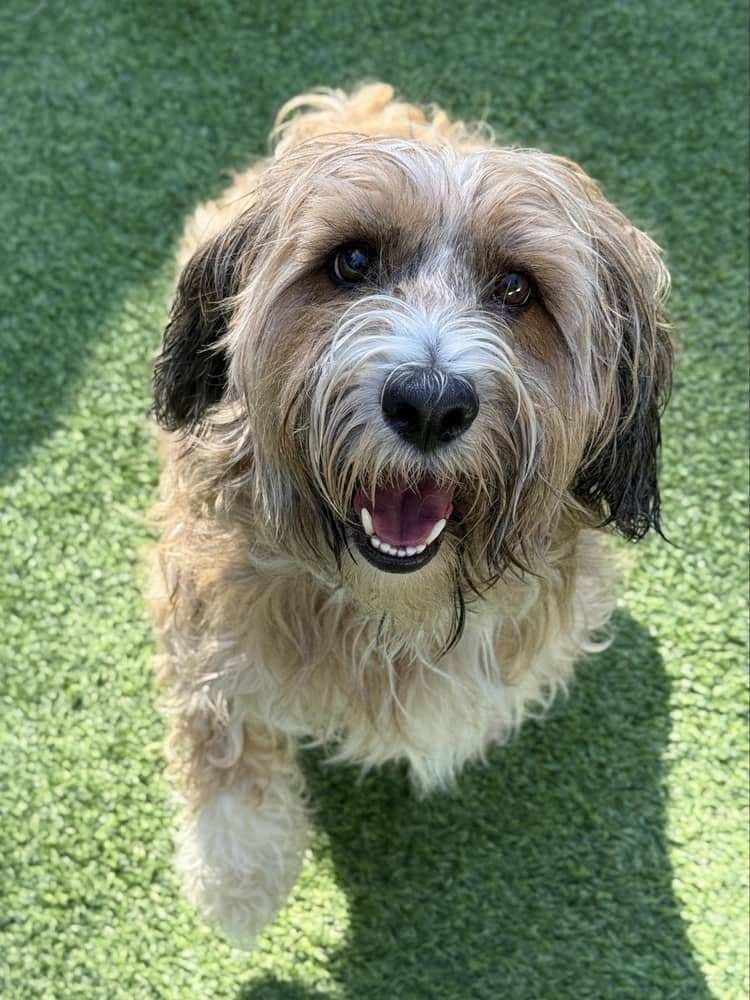 Merlin, the Commuter Express mascot, a fluffy tan dog looking up at the camera