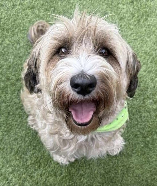Merlin wearing a bright green bandana, smiling