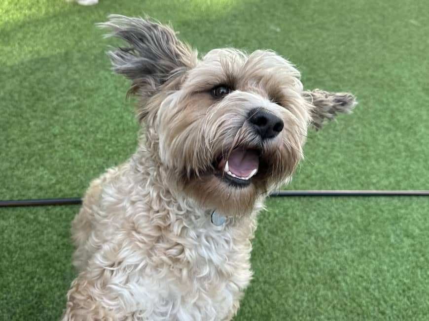 Merlin with his ears blowing in the wind