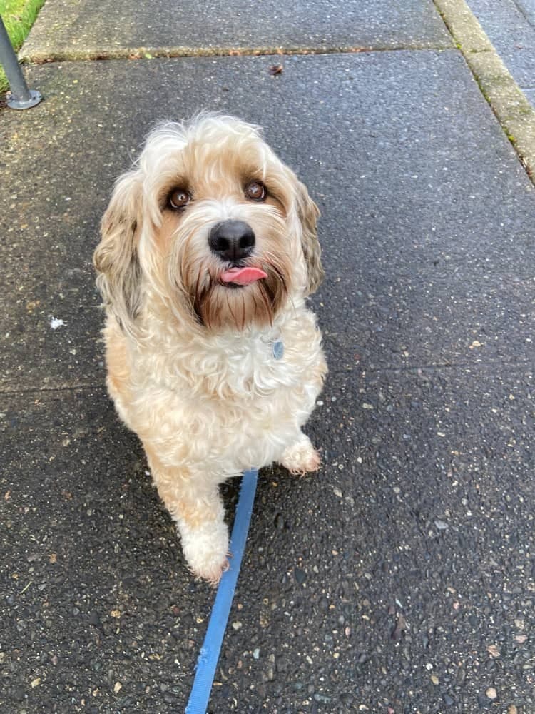 Merlin sitting on a sidewalk on his leash with his tongue out